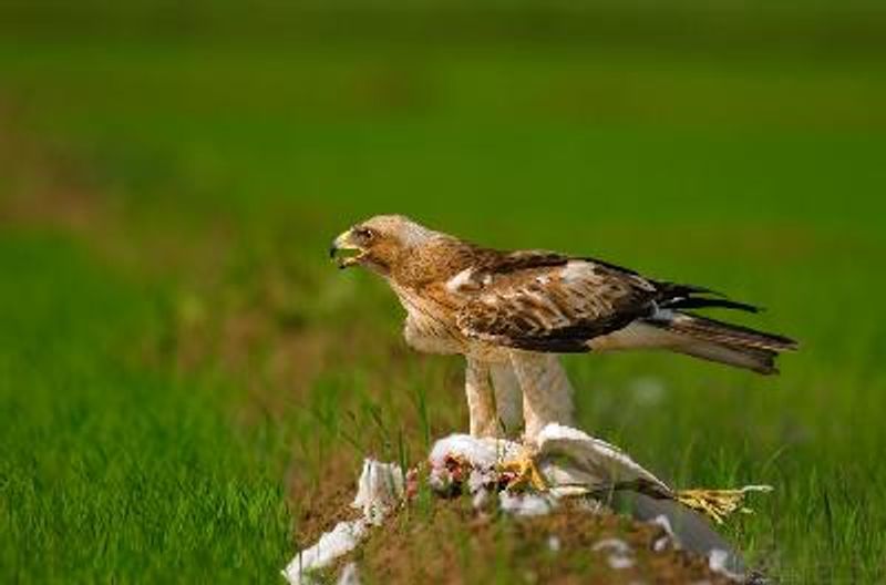 Booted Eagle