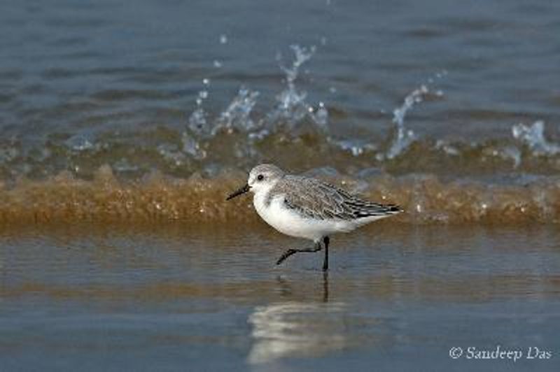 Sanderling
