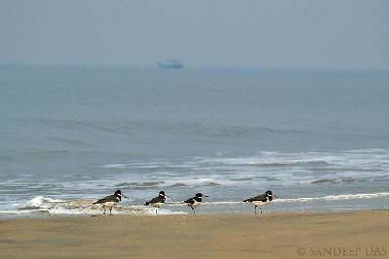 Eurasian Oystercatcher