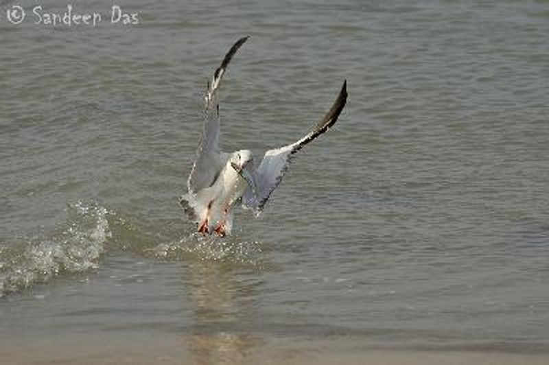 Brown headed Gull