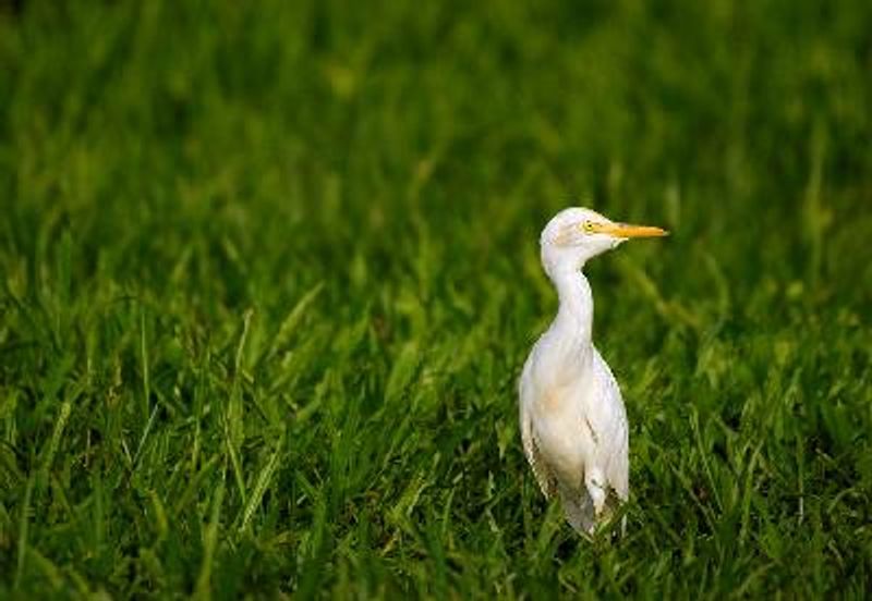 Cattle Egret