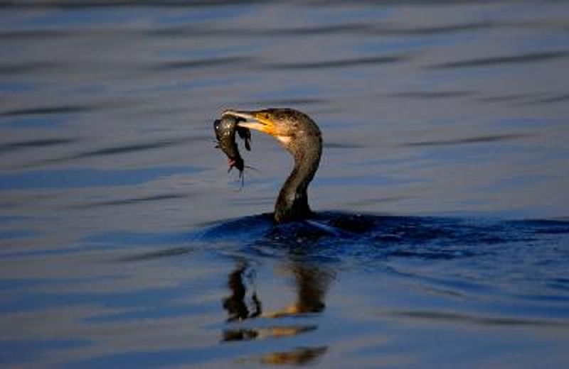 Great Cormorant