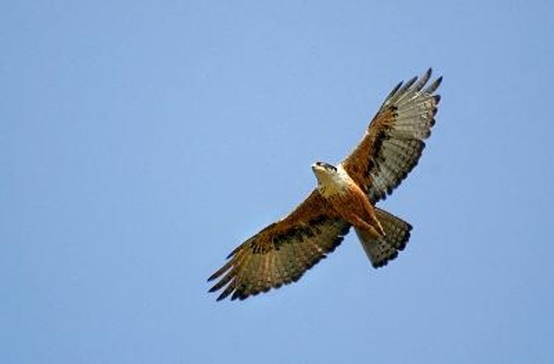 Rufous bellied Eagle