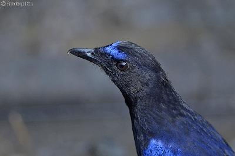 Malabar Whistling Thrush