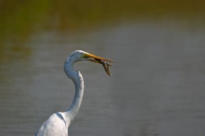 Great Egret