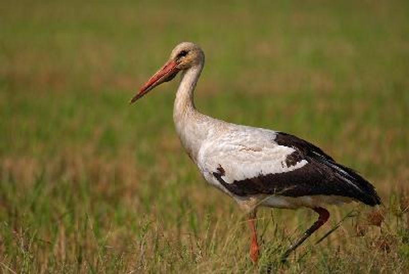 European White Stork