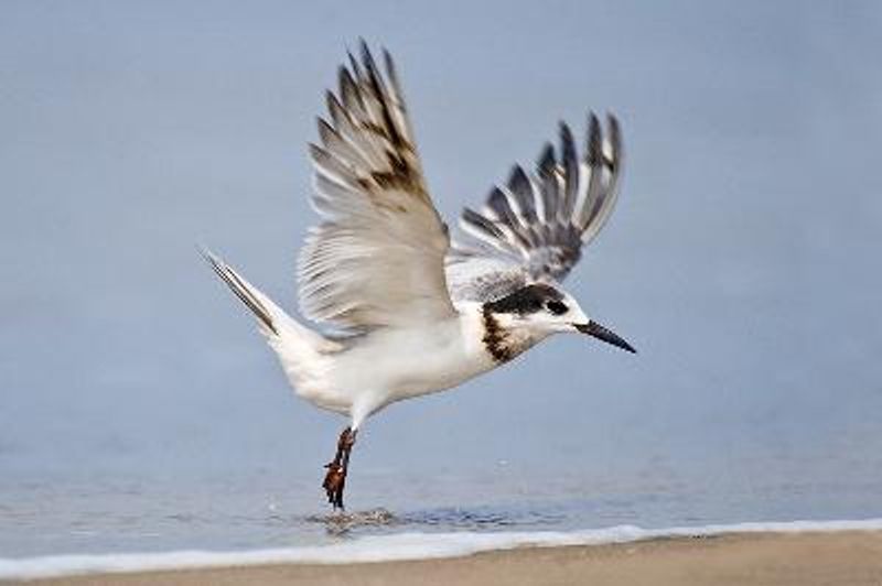 Common Tern