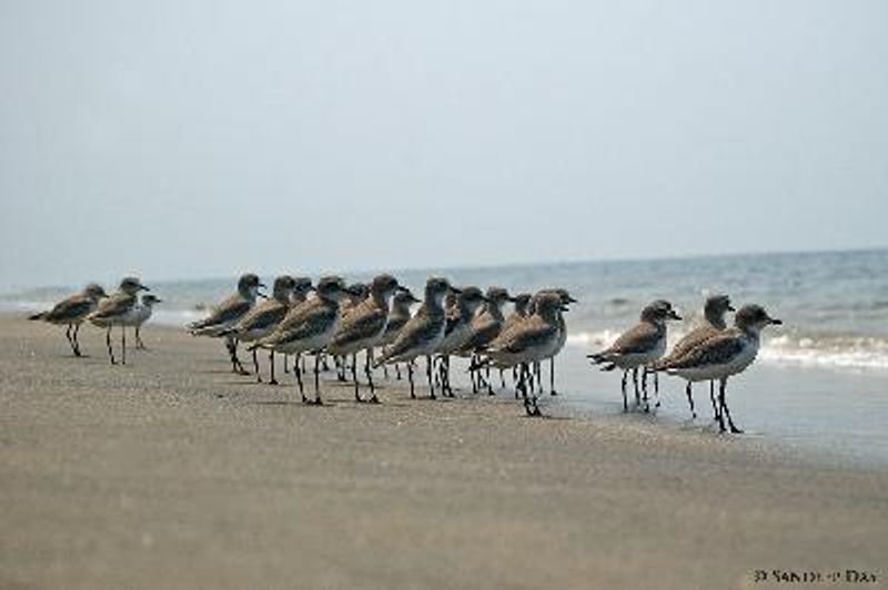 Lesser Sand Plover