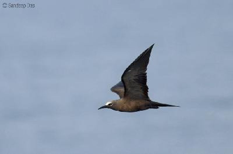 Brown Noddy