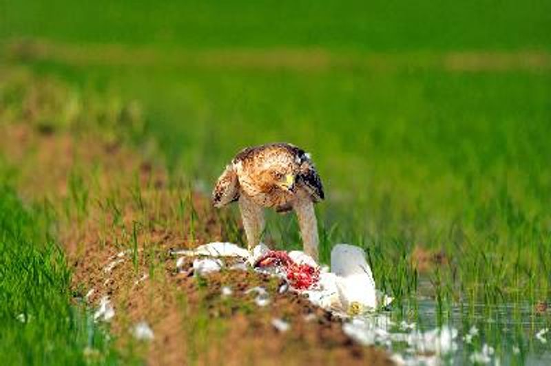 Booted Eagle