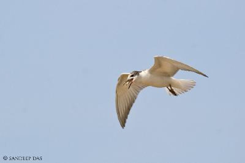 Whiskered Tern