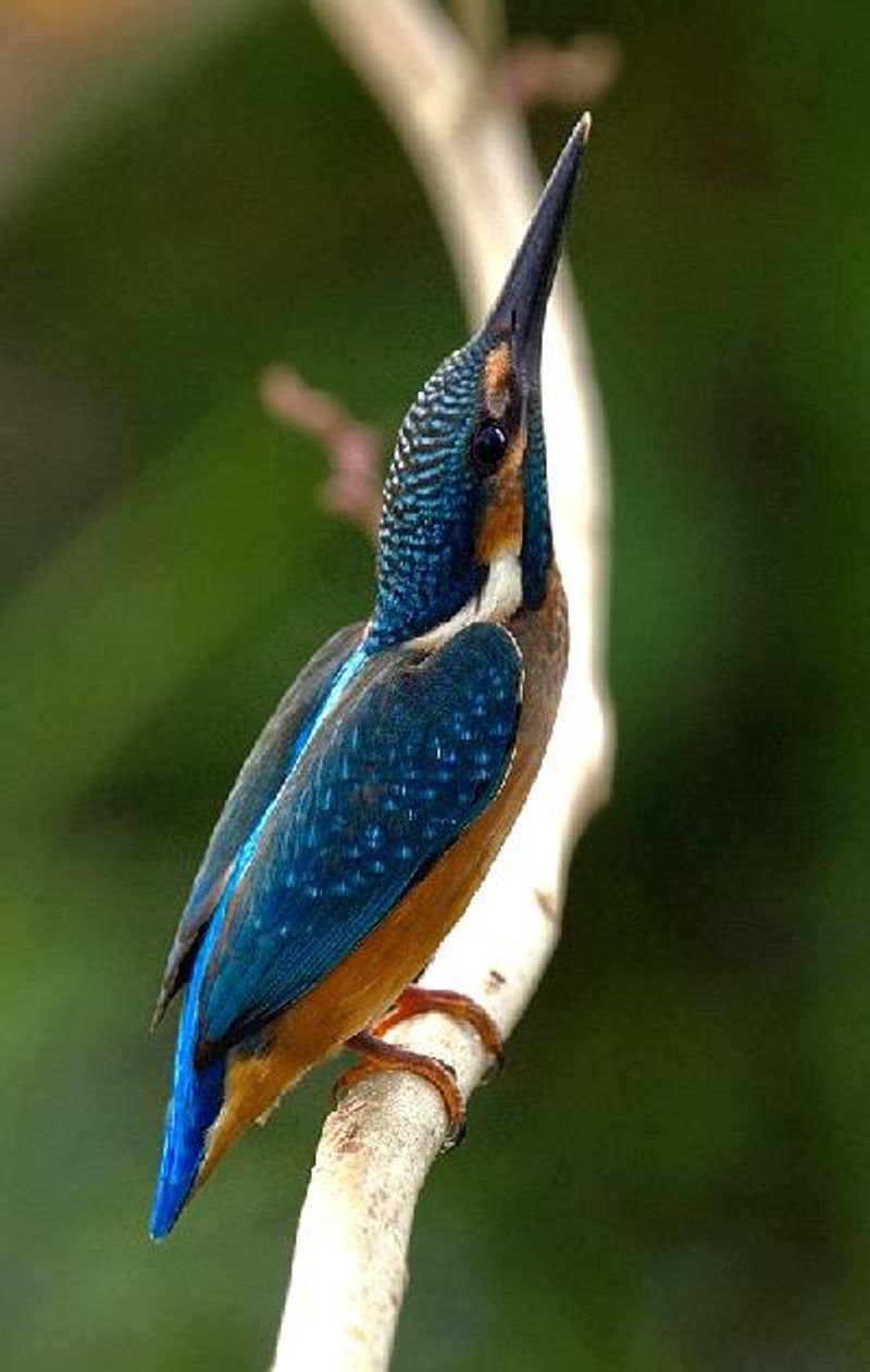 Common Kingfisher