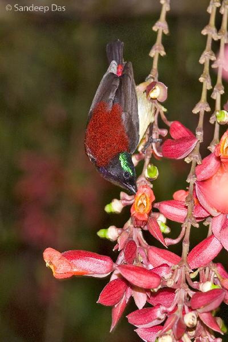 Crimson backed Sunbird