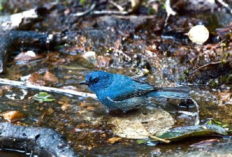 Nilgiri Flycatcher