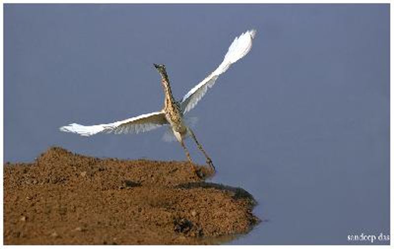 Indian Pond Heron