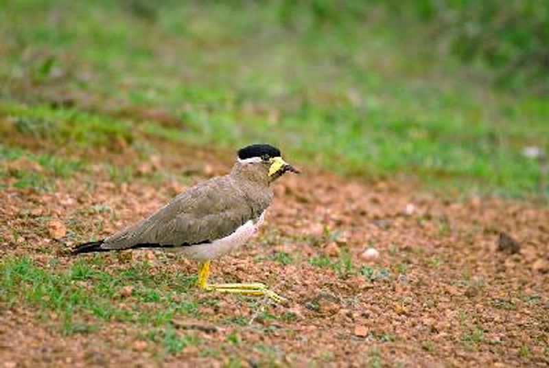 Yellow wattled Lapwing