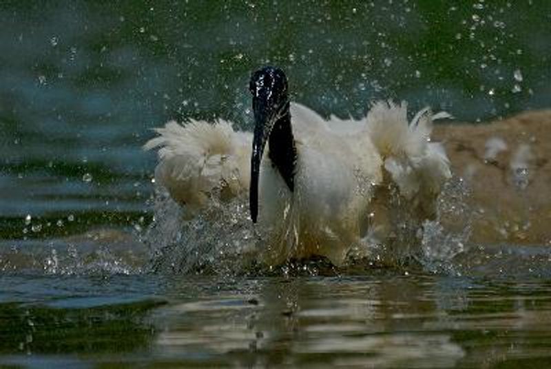 Black headed Ibis