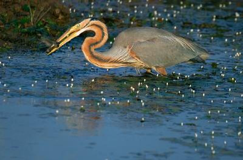 Purple Heron