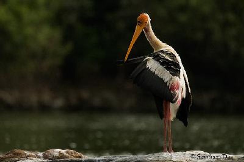 Painted Stork