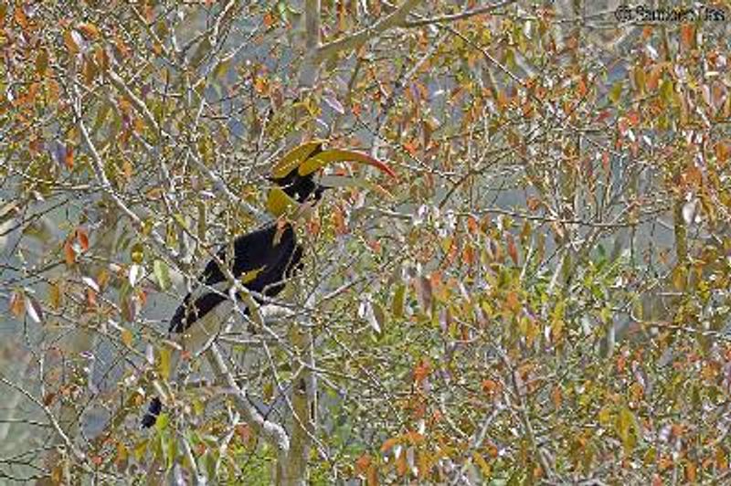 Great Hornbill