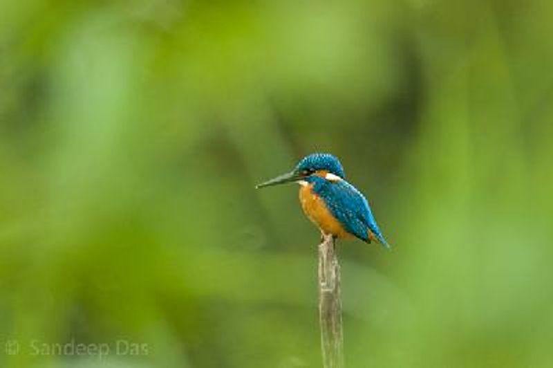 Common Kingfisher