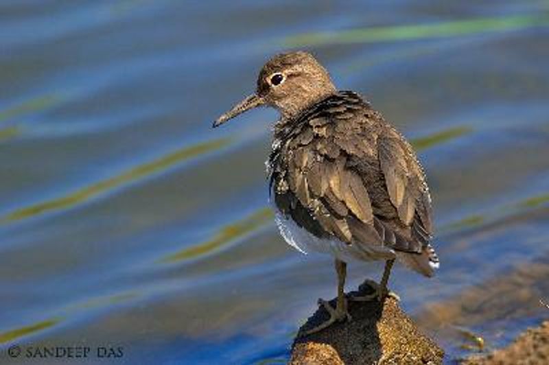 Common Sandpiper