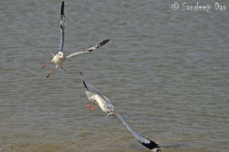 Brown headed Gull