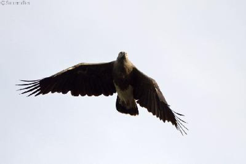Lesser Fish Eagle