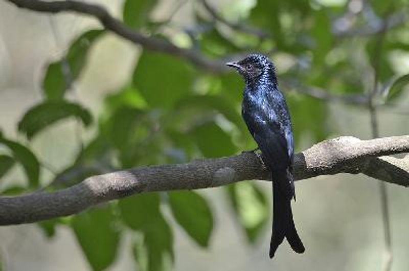 Bronzed Drongo