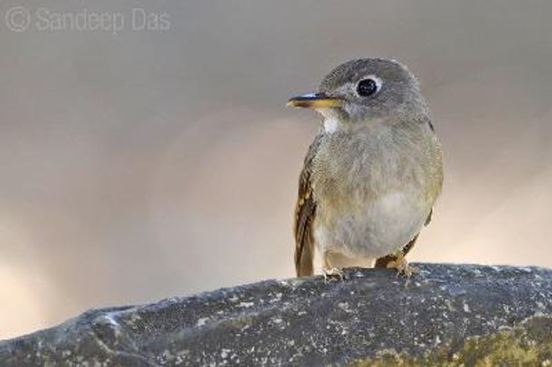 Brown breasted Flycatcher