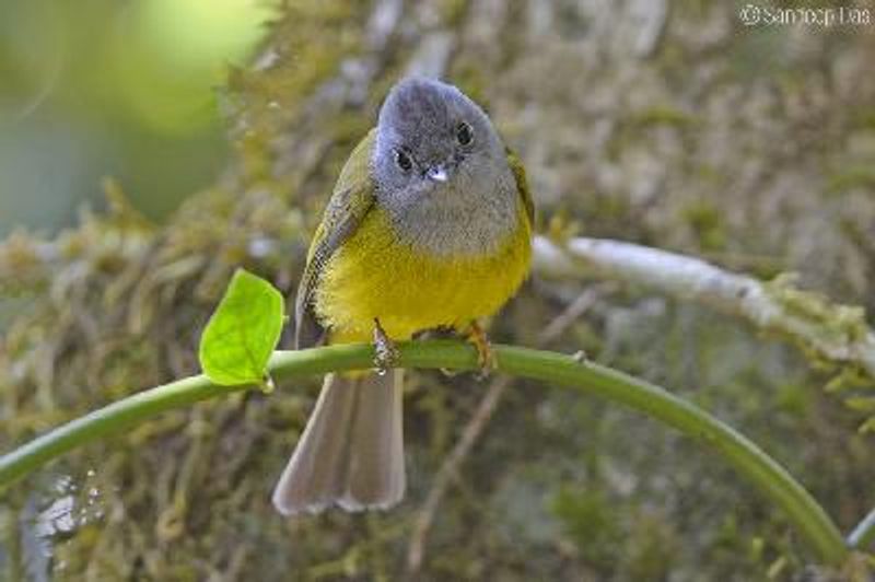 Grey headed Canary flycatcher