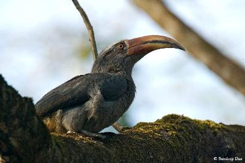 Malabar Grey Hornbill