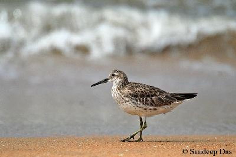 Great Knot