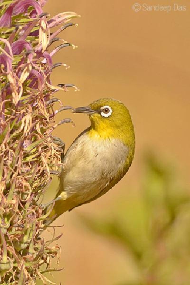 Oriental White eye