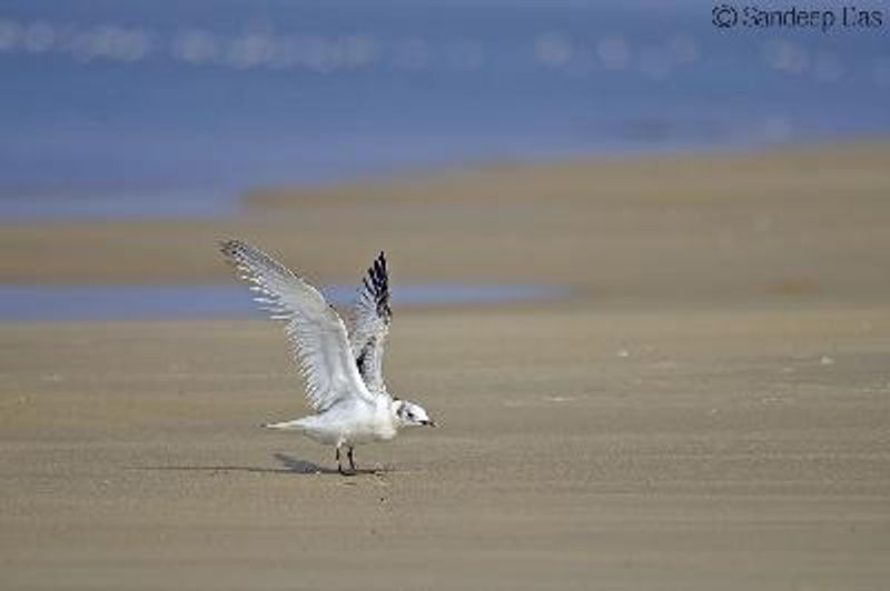 Black legged Kittiwake