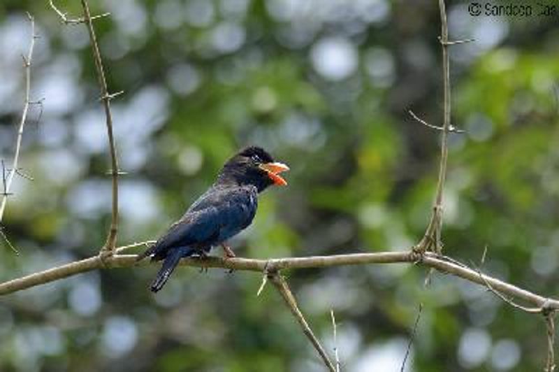 Dollarbird