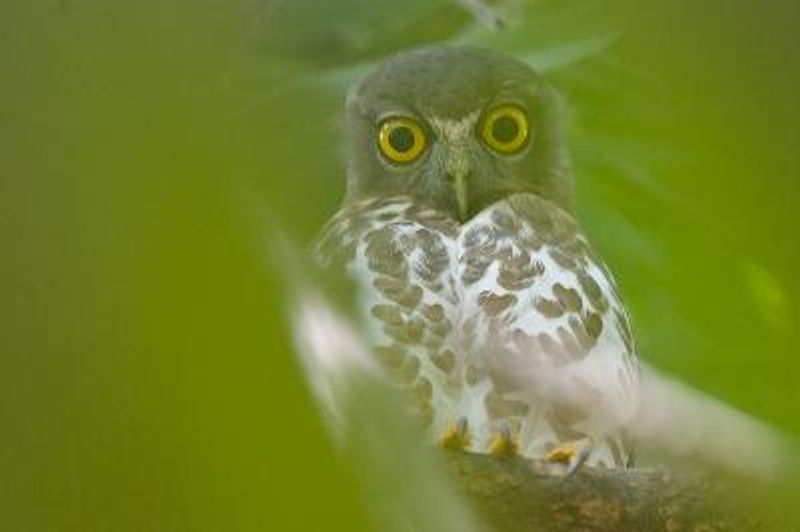 Brown Hawk Owl