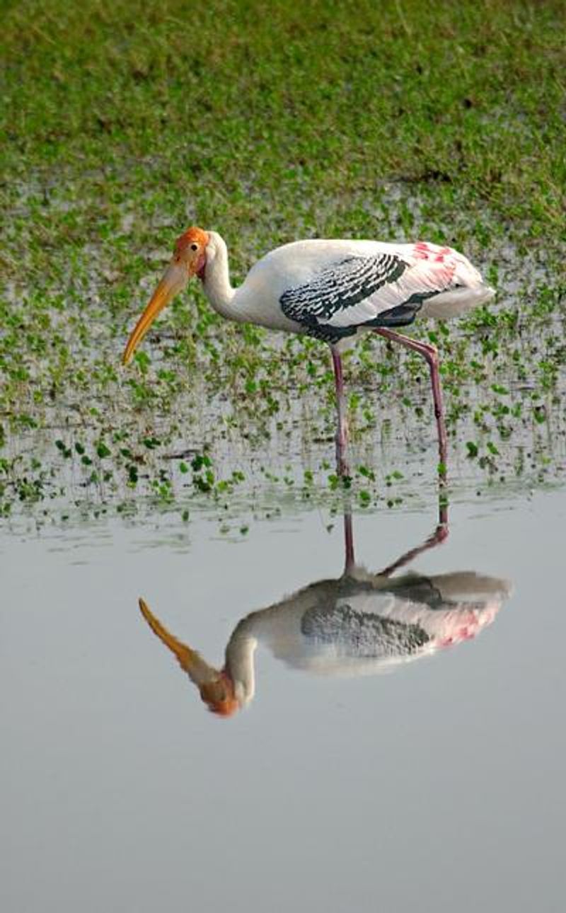 Painted Stork