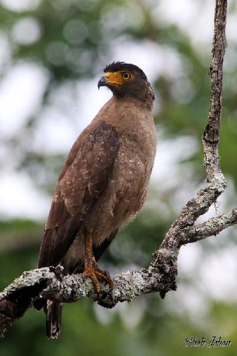 Crested Serpent Eagle