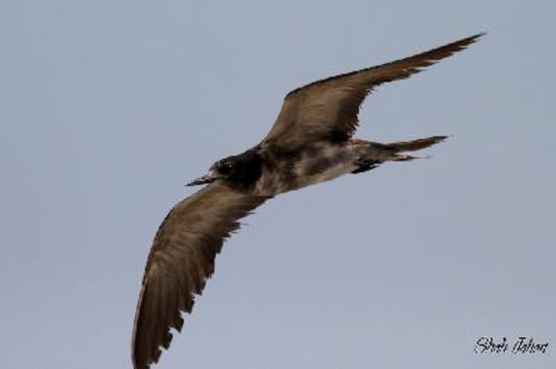 Sooty Tern