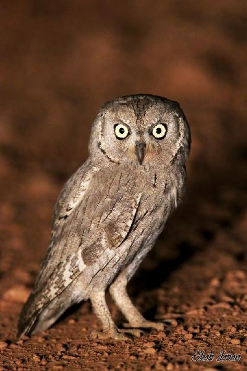 Pallid Scops Owl