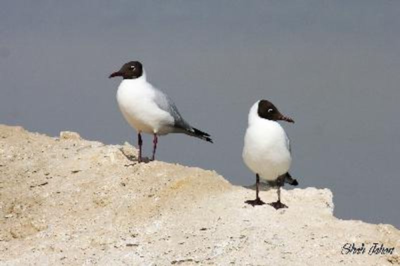 Black headed Gull