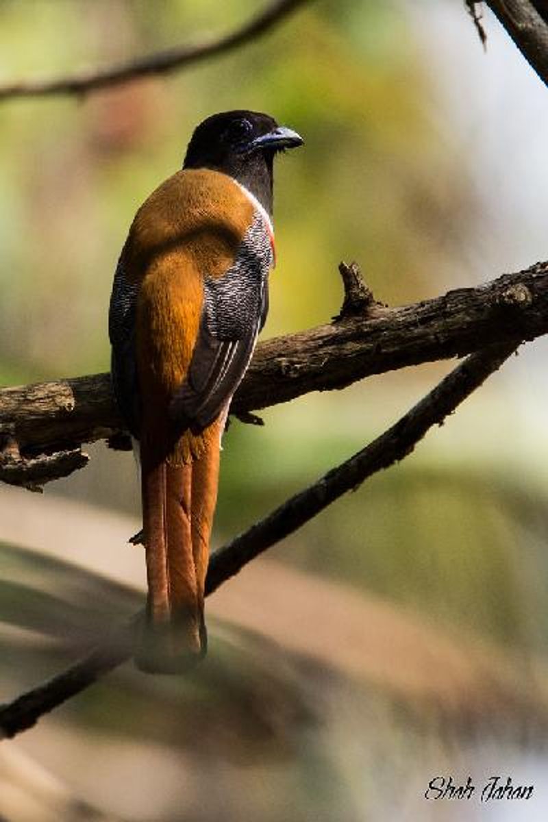 Malabar Trogon