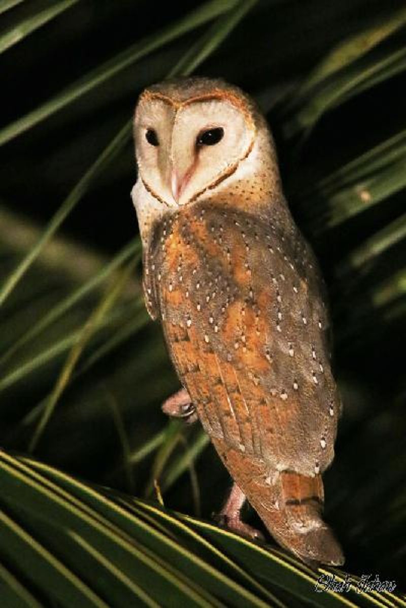 Common Barn Owl