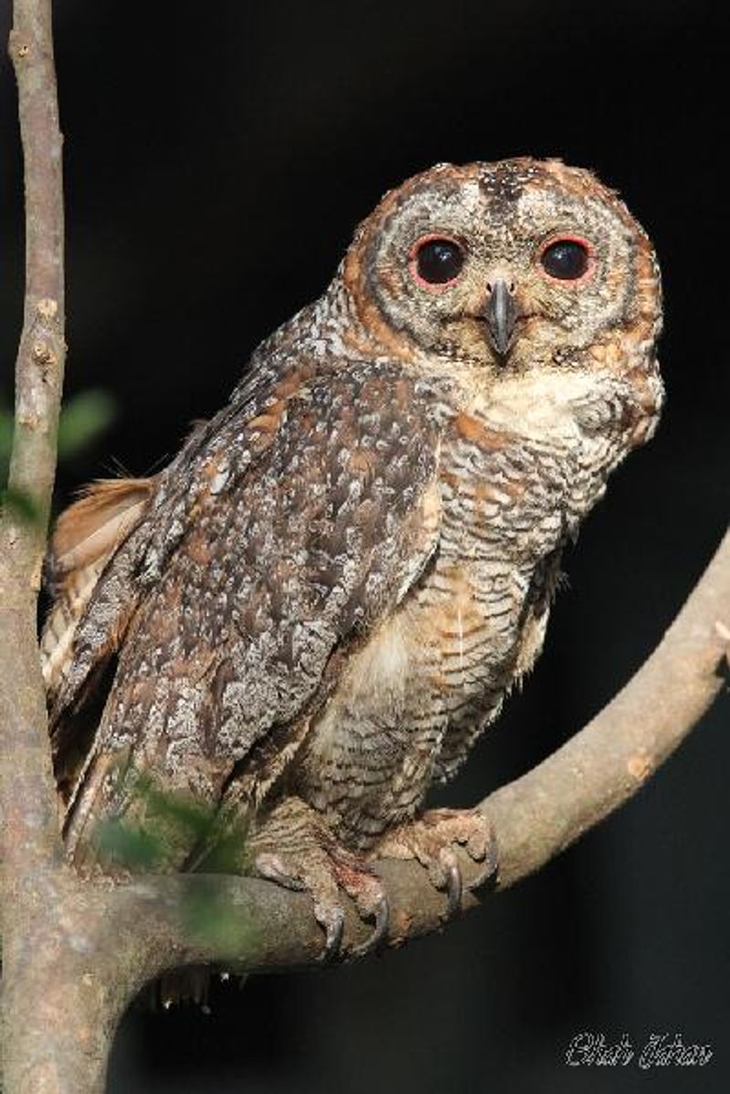 Mottled Wood Owl