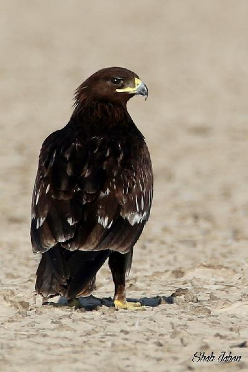 Greater Spotted Eagle
