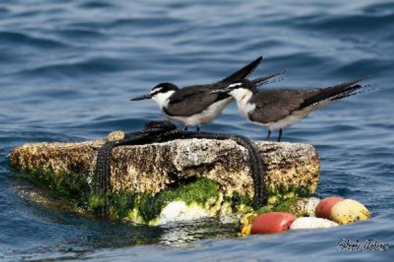 Bridled Tern