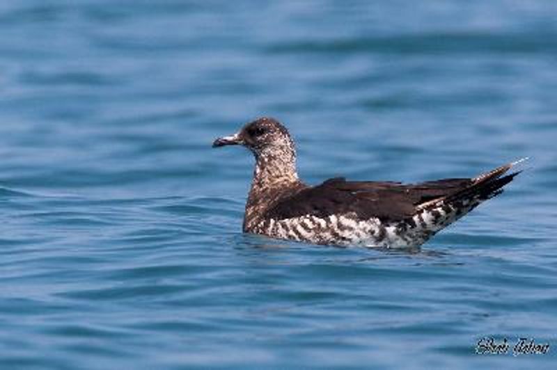 Arctic Skua