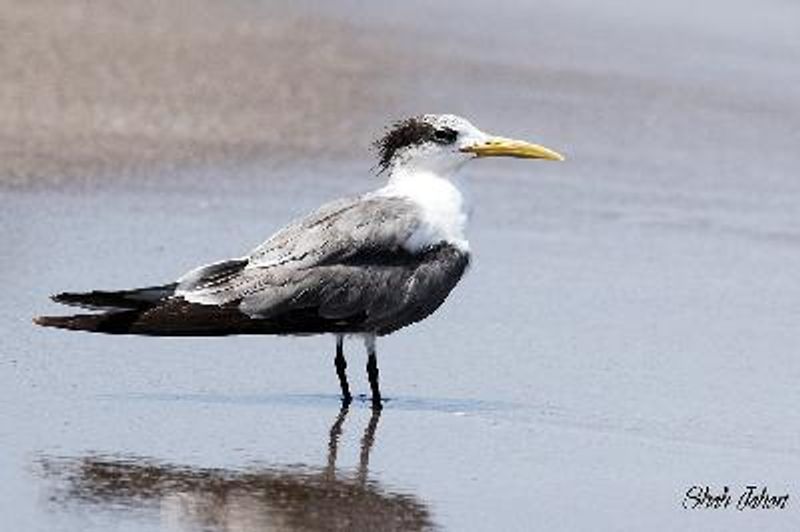 Greater Crested Tern