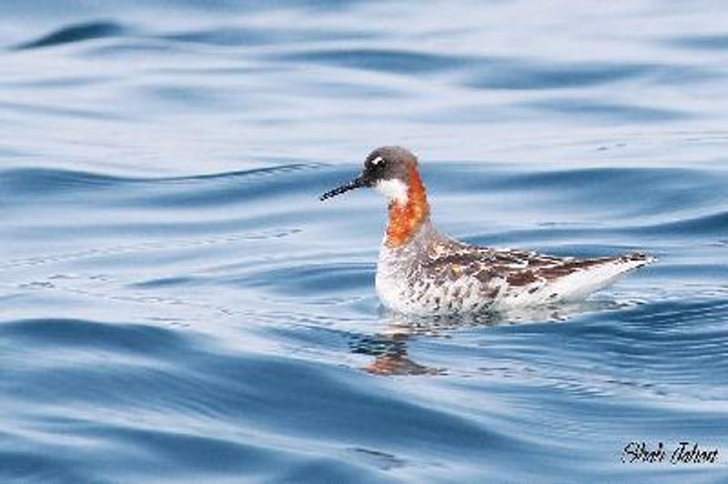 Red necked Phalarope